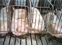 Pigs housed in individual stalls