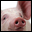 PORK
